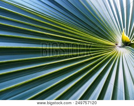 close up radial pattern and pleated stripes of palm (fan palm) leaves, abstract green texture background, selective focus