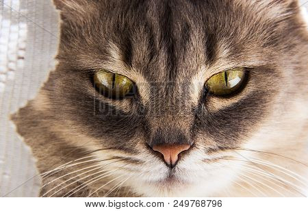 Cat Face Close-up. Gray Cat With Big Eyes. Portrait Of A Gray Domestic Cat