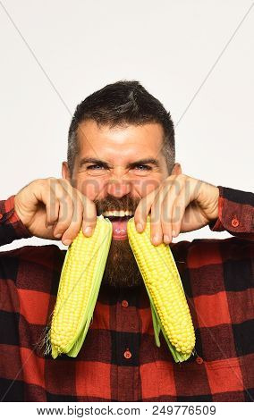 Man With Beard Holds Ripe Corn Cobs Isolated On White Background. Farmer With Cheerful Face Holds Ye