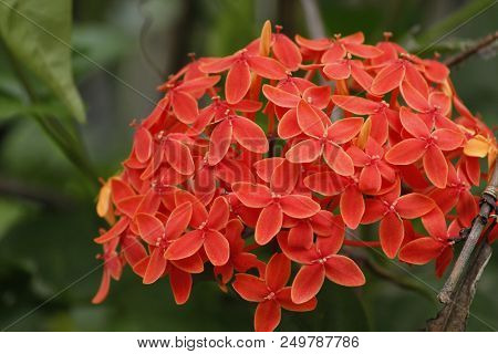 Beautiful Red Ixora Coccinea In The Forest