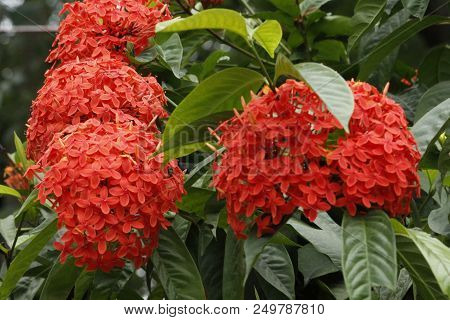 Beautiful Red Ixora Coccinea In The Forest