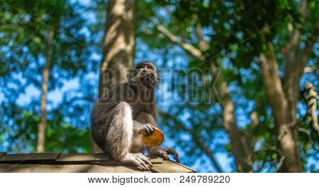 Monkey Free At Nature In Tropical Forest