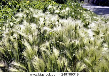 Steppe Feather Grass Illuminated By Contour Sun