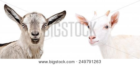 Portrait Of Two Cute  Goat, Isolated On White Background