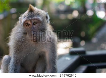 Cute Monkey Free At Nature In Tropical Forest