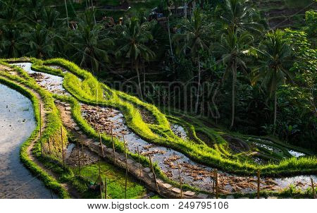 Green Rice Fields On The Mountain With Palm