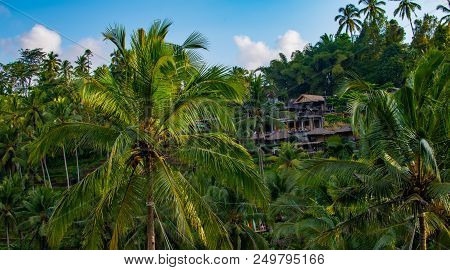 Palm With Coconut On Bali, Asia Indonesia Lifstyle