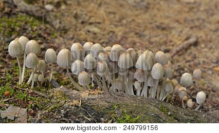 Coprinellus Disseminatus Mushrooms In The Wild, Fairy Inkcap