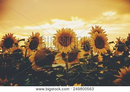 Field Of Flowering Sunflowers. Selective Focus.