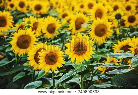 Field Of Flowering Sunflowers. Selective Focus.