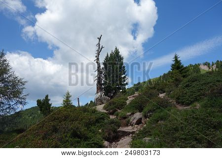 The Eternal Tree. Lagorai Mountain Range In The Eastern Alps In Trentino, Italy