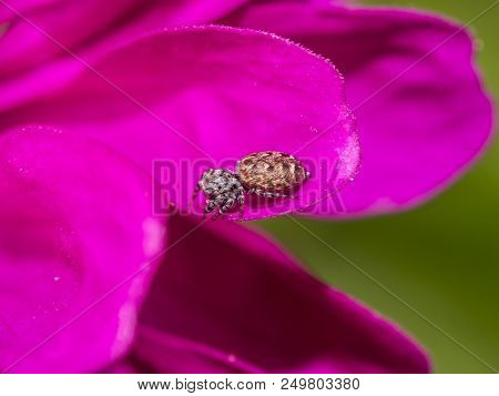 Jumping Spiders Are A Group Of Spiders That Constitute The Family Salticidae.