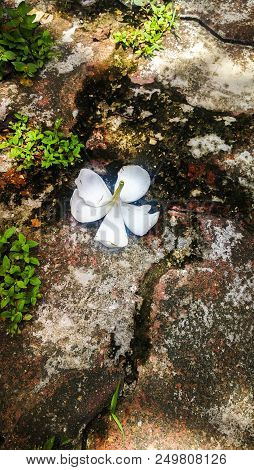 Beautiful Flowers Fall From The Tree To The Ground.