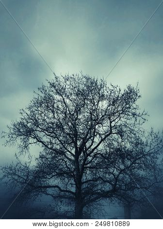 Deciduous Tree In Gloomy Creepy Sepia Color