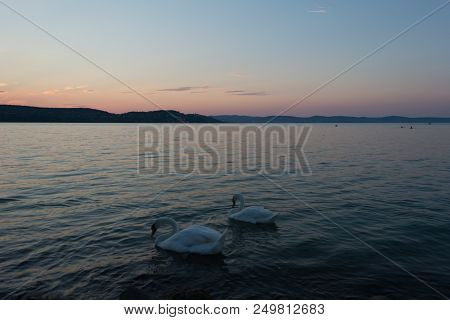 The Lake Swan With White Swans In A Sunny Weather, Balaton, Hungary.