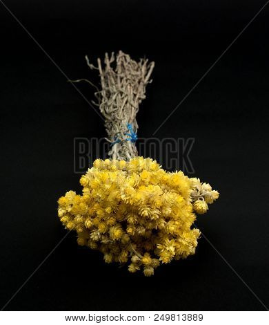 Helichrysum Flowers Isolated On Black Background
