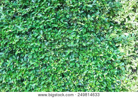 Banyan Tree Or Ficus Annulata Or Ficus Bengalensis Or Green Leaf