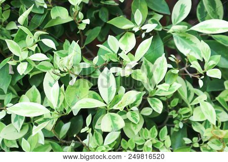 Ficus Benjamina Or Gogen Fig Plant ,white Leaf