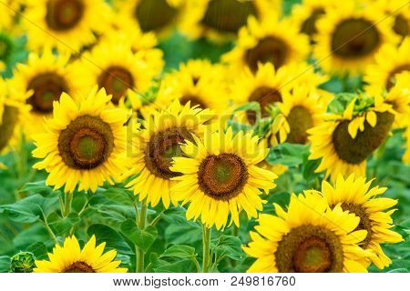 Bright Yellow Sunflowers One Sunny Symmer Day.