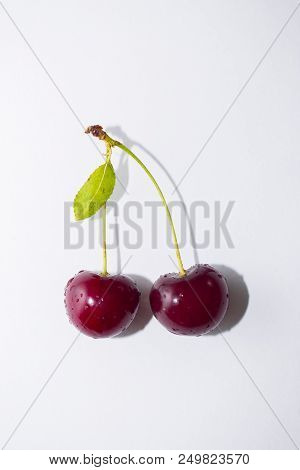 Cherry Twig On Isolated White Background, Close-up