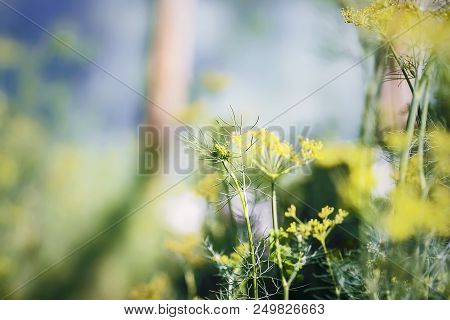 Fresh Green Dill Growing In Greenhouse Closeup. Garden Plant.