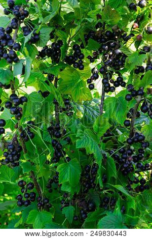 Branches Strewn With Black Currant Berries In The Garden