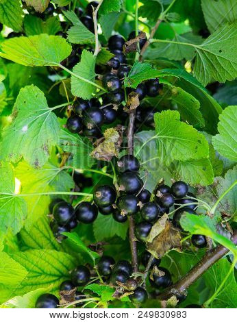 Branches Strewn With Black Currant Berries In The Garden
