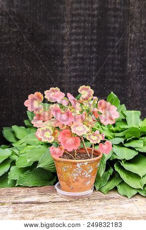Heranium Plant In Old Ceramics Floral Pot On Wooden Bench.