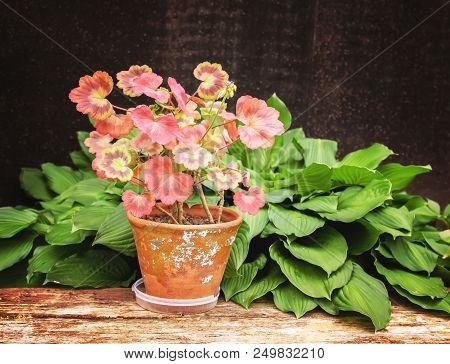 Heranium Plant In Old Ceramics Floral Pot On Wooden Bench.