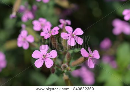Rock Soapwort Pink Flowers - Latin Name - Saponaria Ocymoides