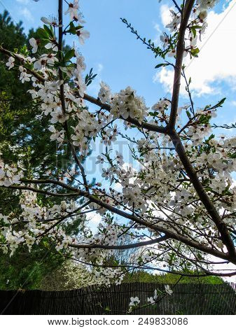 Branches Of Blooming Cherry Plums In The Early Spring In The Garden.