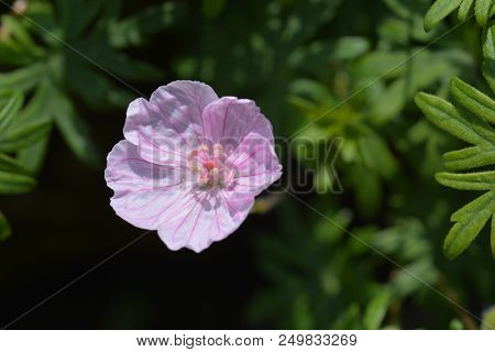 Bloody Cranesbill - Latin Name - Geranium Sanguineum Var. Striatum