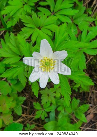 The First Spring Flowers, A Forest Anemone