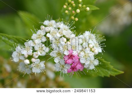 White And Pink Japanese Spirea - Latin Name - Spiraea Japonica Genpei