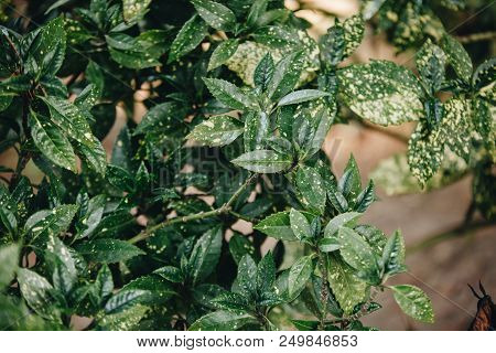Delightful Japonica Variegata Aucuba In The Garden In Summer.
