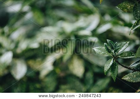 Delightful Japonica Variegata Aucuba In The Garden In Summer.