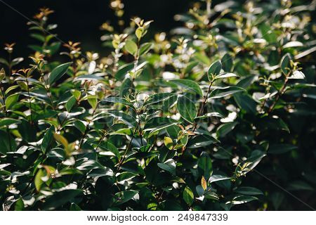 Delightful Japonica Variegata Aucuba In The Garden In Summer.