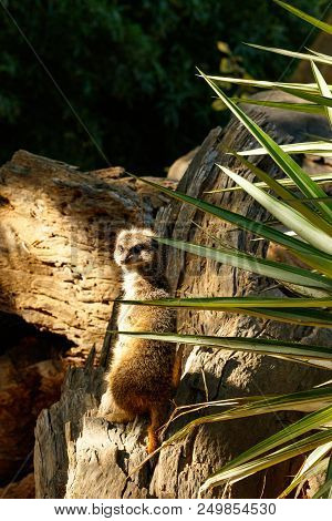 Meerkat Standing And Turning Around To Look At You