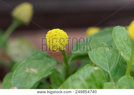 Flower Of A Parakress (acmella Oleracea)