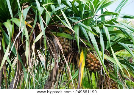 Screw pine (Pandanus odorifer) tree and it's pineapple-like fruits in early summer. Known as adan tree in Okinawa, Japan. 
