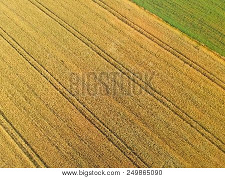 Gold Grain Fields With Truck Tracks, Green Meadow, Aerial View From Top.