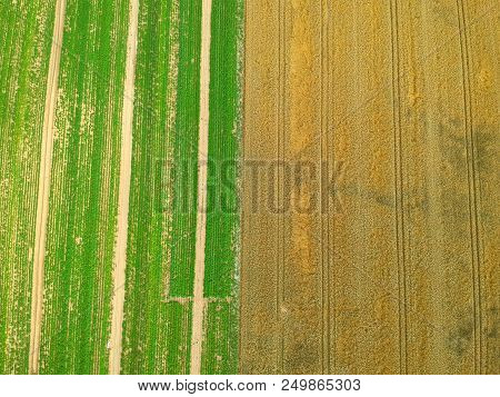 Combine Harvester Collecting Grain On Wheat Field, Aerial View Of Harvest.