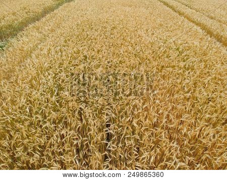 Close Up On Wheat Field With Truck Traces, Aerial View.