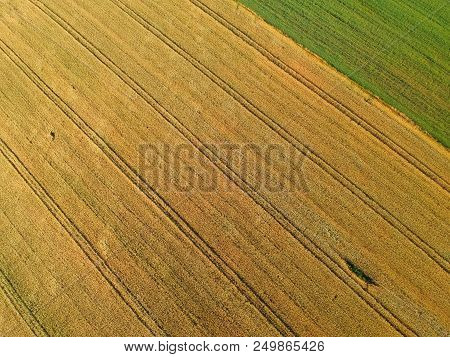 Gold Grain Fields With Truck Tracks, Green Meadow, Aerial View From Top.
