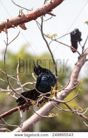 Boat Tailed Grackle Bird Quiscalus Major