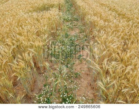 Weeds Between Wheat Plants On Field, Aerial View.