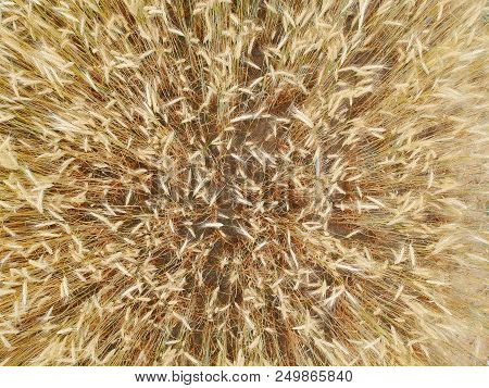 Close Up On Wheat Field, Aerial View.