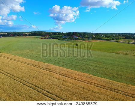 Gold Grain Fields With Truck Tracks, Green Meadow, Village Buildings, Blue Sunny Sky, Aerial View Fr