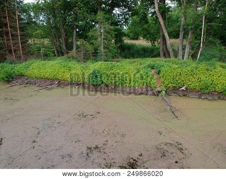 Aerial View On Swamp Area With Island, Trees And Duckweed.