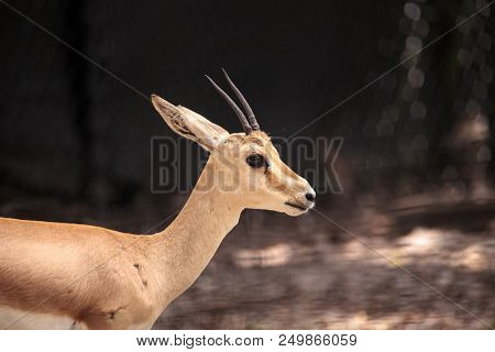 Slender-horned Gazelle Also Called Gazella Leptoceros
